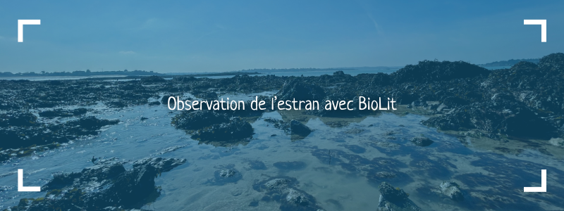 observation-de-l-estran-avec-le-programme-de-sciences-participatives-de-BioLit