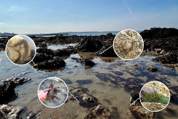 observation-de-l-estran-et-des-mares-residuelles-cogitOcean-et-biolit